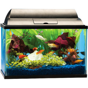 Getting your children into fish keeping 