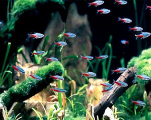 Getting your children into fish keeping 
