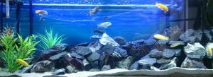 Samhanna78 - iQuatics Customer Tank Photo 